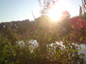 Netýkavky žláznaté ve Slunci na pravém břehu Baťova kanálu dokáží udělat letní ráno překrásné.