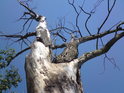 Uschlé stromy jsou v luzích velice častým jevem, působí dojmem posmrtného svědka událostí nedávno minulých.