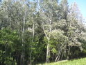 Topol bílý je typickým představitelem stromoví lužních lesů.