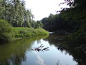 Řeka Morava v nitru CHKO Litovelské Pomoraví nedaleko bývalé přírodní rezervace Templ.