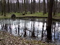 Přírodní rezervace Království je takový větší lužní les na levém břehu Moravy, až za náhonem Morávka.