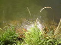 Vyústění malé stružky se železitou vodou do řeky Moravy na jejím levém břehu kousek pod jezem v Bolelouci.