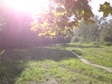 Podzimní Slunce je krásné nejen v přírodní rezervaci Plané loučky, která se nachází na pravém břehu řeky Moravy mezi částmi Olomouce Chomoutov a Řepčín.