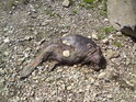 Uhynulý bobr byl již dědečkem, ale v letním parnu to zajisté není místo lákavé. Jsme u jezu na Moravě u Lukavice.
