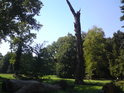 Osamělé torzo stromu v zámeckém parku ve Veselí nad Moravou se jeví, jako po dávném zásahu bleskem.