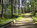 Bývalá lávka přes Moravu teď leží u lesní cesty.
