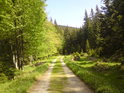 Krásná lesní cesta po levém břehu Moravy.